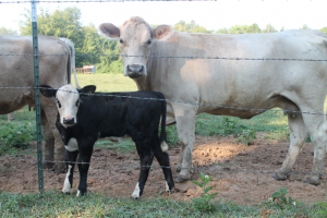 Farm Fresh Cows1