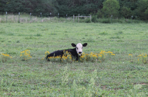 Farm Fresh Cows2