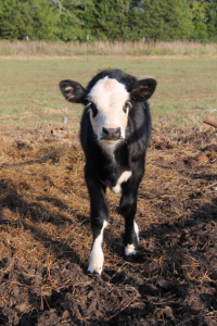 Farm Fresh Cows5