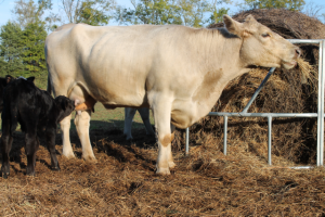 Farm Fresh Cows6