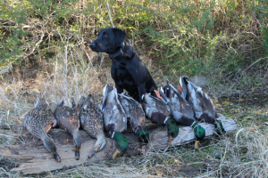 Duck Hole Hunting 10
