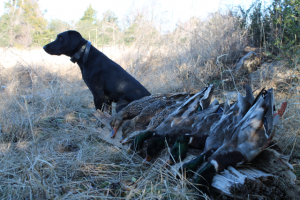 Duck Hole Hunting 12