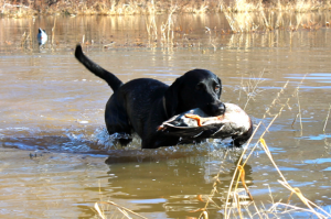 Duck Hole Hunting 7
